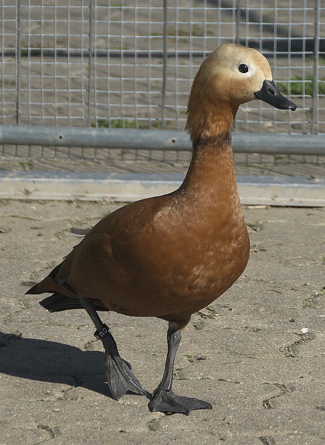 文图斯将总